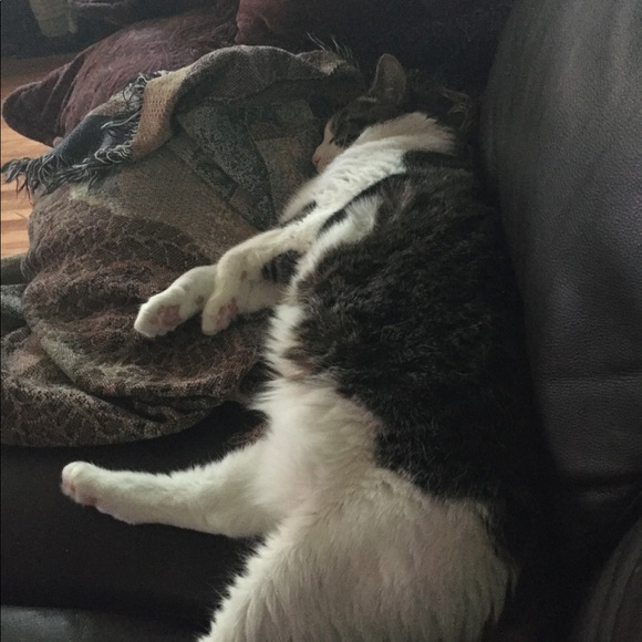 sweet boy went to heaven 😭😭😭 - Picture 4 of 5